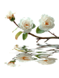 jesinxiao_A_withered_branch_camellia_water_reflection_clean_bac_10ba2a29-6871-44ca-ae48-f056de5e2d37-gigapixel-hq-scale-4_00x_pixian_ai