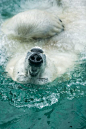 The Polar Bear float. °