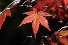 秋天的树叶 自由背景 壁纸4K 秋季 4K壁纸1920X1080