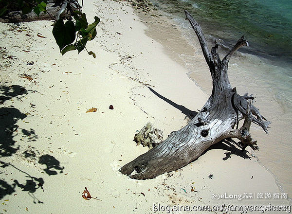 马尔代夫 沙滩上的枯树, 胡来大叔旅游攻...