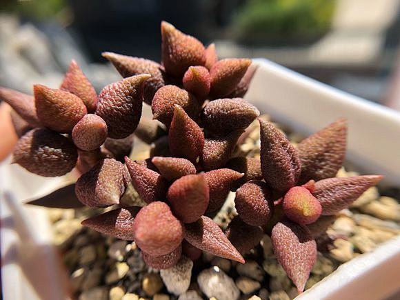 13:30:55小辣椒 水泡s  水泡多肉   @猪猪肠粉猪猪肠粉同采自tieba