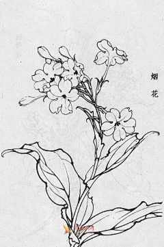 梅花小弄采集到白描花卉-百花集