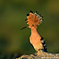 Photograph Удодик by Tat'yana Zherebtsova on 500px