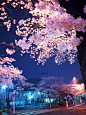 Japan,樱花