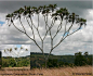 doum palm - balanced binary tree