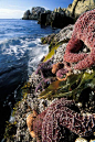 珊瑚海星，奇幻地出现在海底之上