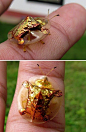 Golden Tortoise Beetle, OMG THIS IS WEIRD!!!!!!!!!!!!!!!!!!!!!!!!!!!!!!!!!!!!!!!!!!!!!!!!!!!!!!!!!!!!!!!!!