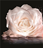 DIOR迪奥让你和这株能量非凡的玫瑰一起，逆龄绽放！|全球时尚|白领日记|杨二嫂说说分享网