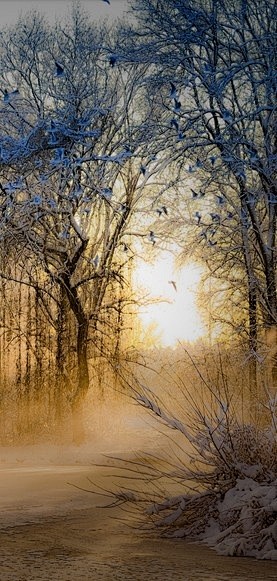 Winter's light • pho...