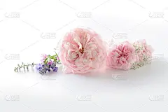 美丽的英国玫瑰花孤立在白色的背景。