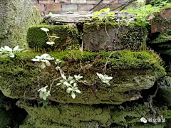 碧草千野1采集到老物件