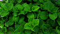 植物素材png