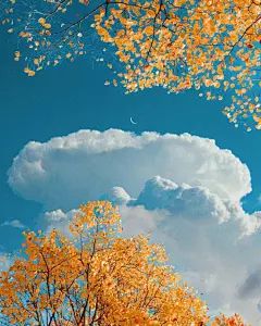 花儿与月儿❀

加拿大摄影艺术家 Sophia Ahamed

Instagram：sophiaahamed ​​​​