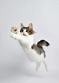 跳,小猫,猫,白色背景,垂直画幅图片ID:VCG41591973715