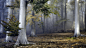 General 3840x2160 nature plants trees forest fall outdoors