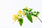 金银花