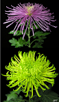 菊