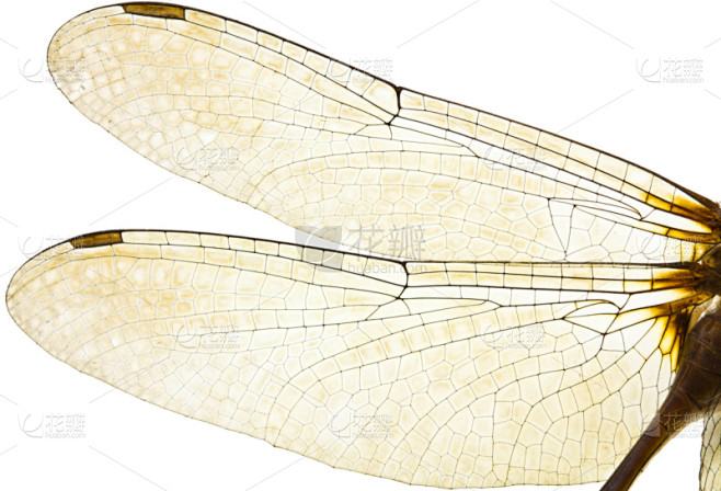 蜻蜓,翅膀,水平画幅,动物身体部位,特写...