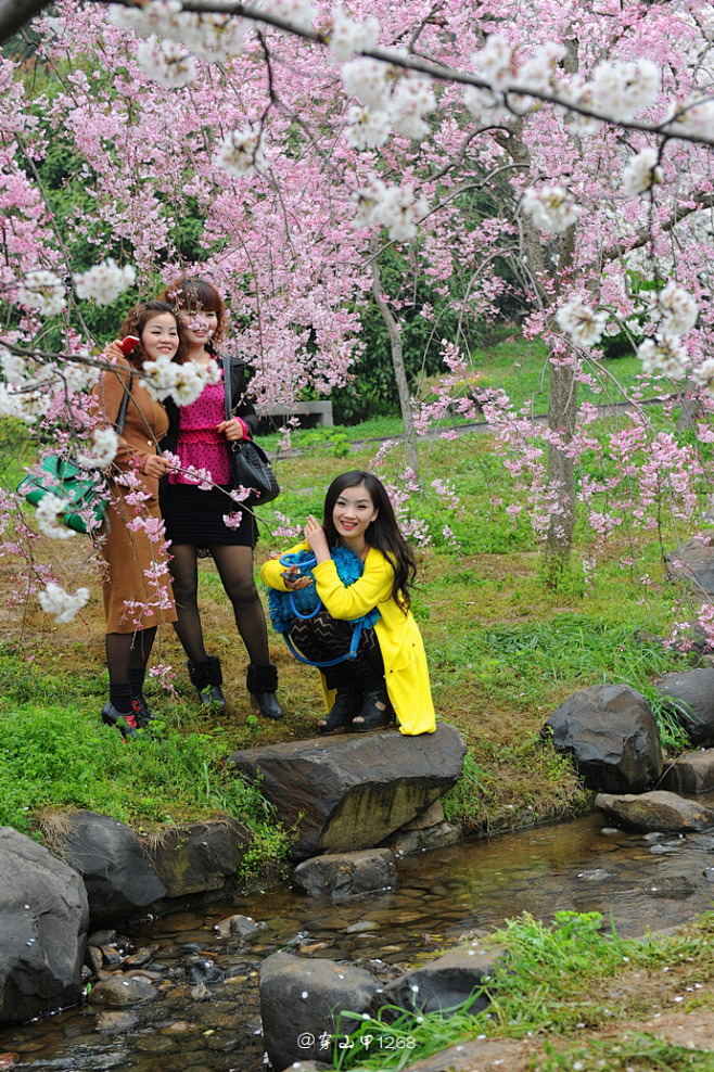 【武汉】东湖磨山樱园，最美的的东湖樱花！