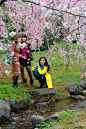 【武汉】东湖磨山樱园，最美的的东湖樱花！