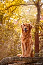  #狗狗#