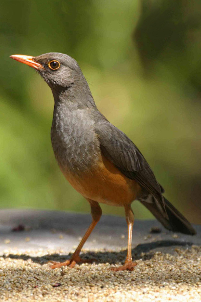 雀形目鸫科鸫属阿比西尼亚鸫