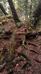 Overgrown-Forest(012)_5312x2988