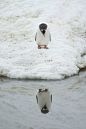 phototoartguy:

A penguin admires his reflection in Neko Harbour, Antarctic Peninsula. August 18th - Anthony Pierce/Barcroft Media

