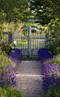lavender pathway, for backyard steps: 