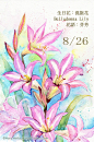 每日一花 8.26 生日花：-Haru. Hello.