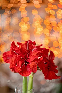红色的孤挺花的特写。玻璃花瓶中的紫荆花。Garland bokeh背景。垂直的壁纸