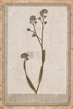 复古背景与干花纸纹理