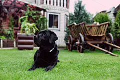 草坪,黑色,水平画幅,绿色,智慧,无人,户外,乡村风格,草,犬科的