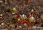 今天又找到了最矮小的茅膏菜：Drosera pygmaea/Pygmy Sundew。它又多小呢，正好有几只赶路的蚂蚁从旁边经过，很好的做了回参照。总值，量它的大小得用毫米做单位。每株只能支持一朵小白花。分布于澳洲东南部和新西兰。