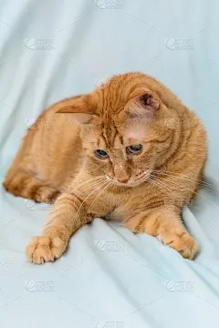 加菲猫在沙发上玩耍