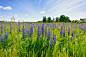 Lilac lupines in a green grass against the background of the blue sky with white clouds