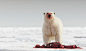 atlanticinfocus:

From Svalbard: Halfway Between Norway and the North Pole, one of 27 photos. A Polar Bear feeds on a seal carcass in Svalbard, Norway, on July 28, 2013. (Peer von Wahl / NIS / Minden Pictures / Corbis)
