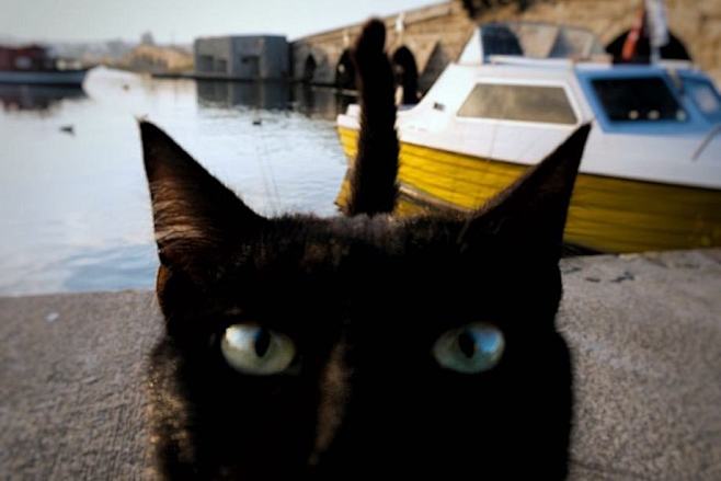 伊斯坦布尔街头的猫 | Sami Uç...