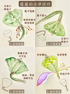 国画入门｜荷花 莲蓬的必学技巧超简单‼️