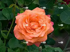 玫瑰 诺 攀登玫瑰 花壁纸 美丽的花朵 花 玫瑰花 橙色的 杏