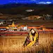 高原的女儿_摄影旅游线路_摄影作品_中国最大的摄影旅游网站