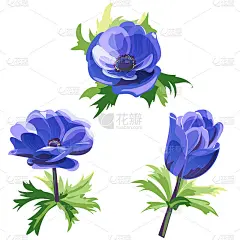一套蓝色的花和花蕾，银莲花，茎和叶在白色的背景，数字绘制，装饰插图，矢量