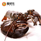 【蟹状元】鲜活加拿大龙虾500g 进口海鲜 大龙虾