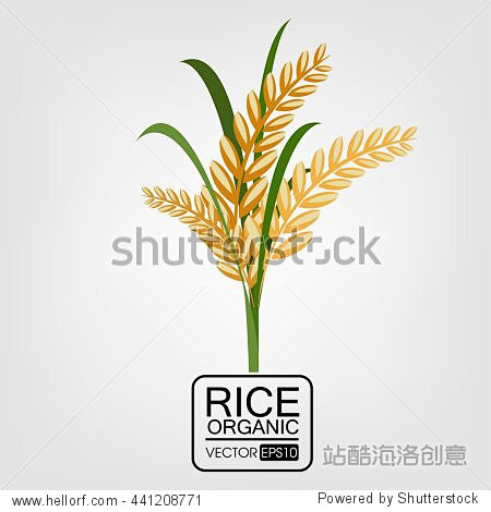 Rice. Leaves and spi...