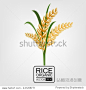 Rice. Leaves and spikelets of rice on a white background. Vector illustration. Eps 10.