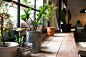 coolest-indoor-house-plants