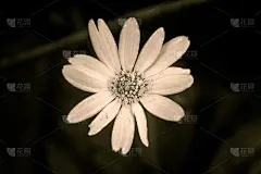 穿黑白衣服的黛西