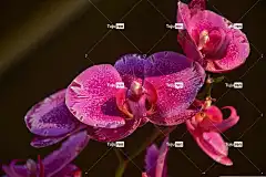 兰花 漂亮 美丽的花朵 花 花卉背景 自然 花壁纸 异国情调