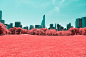 INFRARED NYC : INFRARED NYC_I decided to capture with poetry a surprising collection of pictures of Central Park’s landscapes, in a series named Infrared NYC. Using a infrared filter which reverses the real colors to transform them into red, pink, my aim