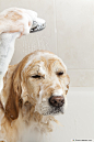 A-Cute-Dog-Taking-A-Shower